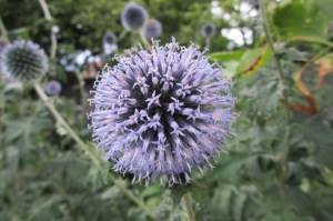 Echinops sphaerocephalus (2) (1200 x 799)